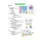 NR 507 Week 4 Midterm Study Guide (Pathophysiology)