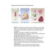 Identify and describe the functions of the lymphatic organs