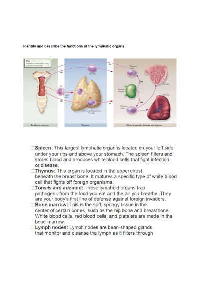 Identify and describe the functions of the lymphatic organs